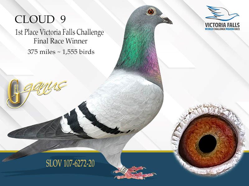 GFL 212-2025 Check Male