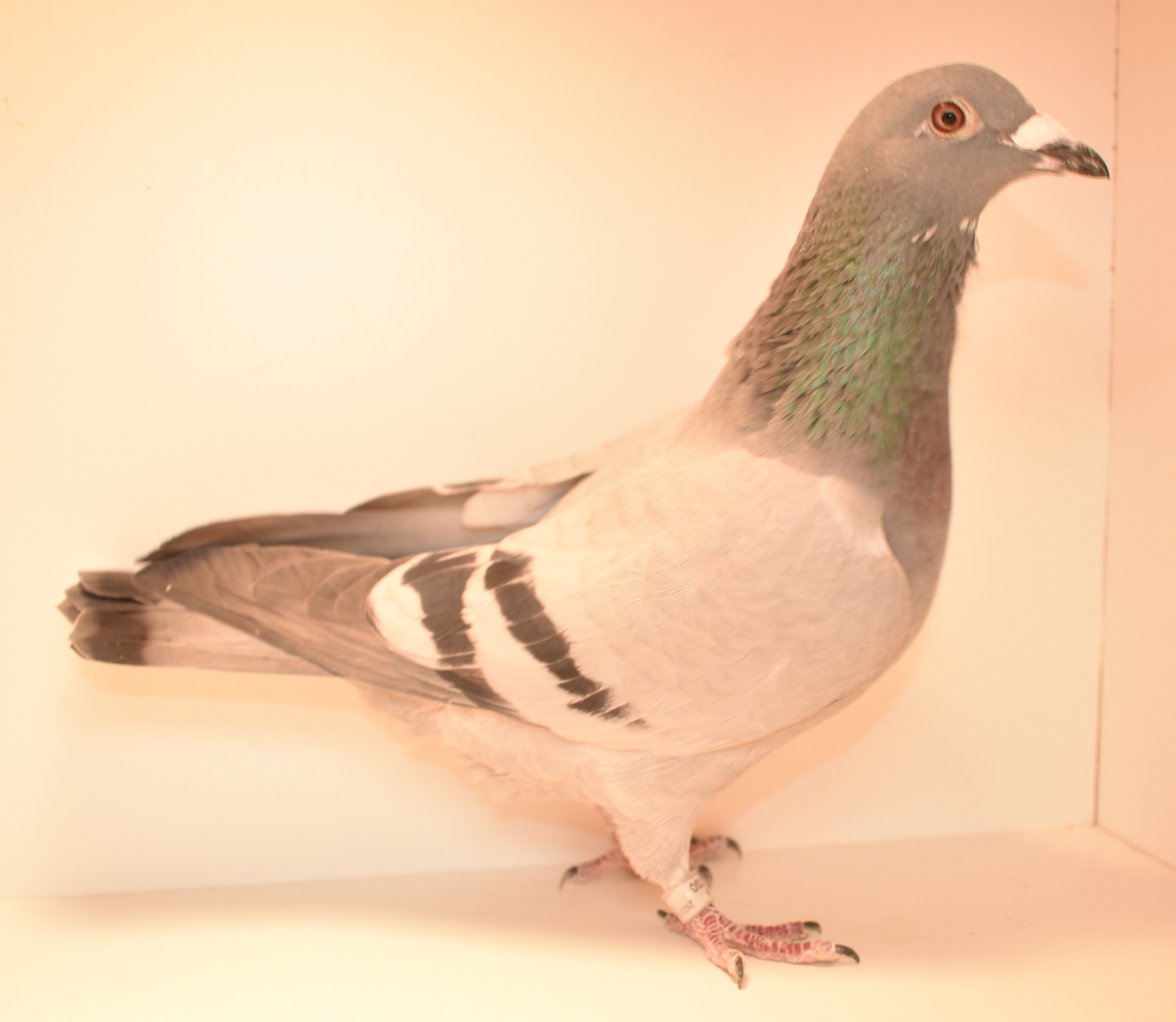 iPigeon.com - Racing Pigeon Auction