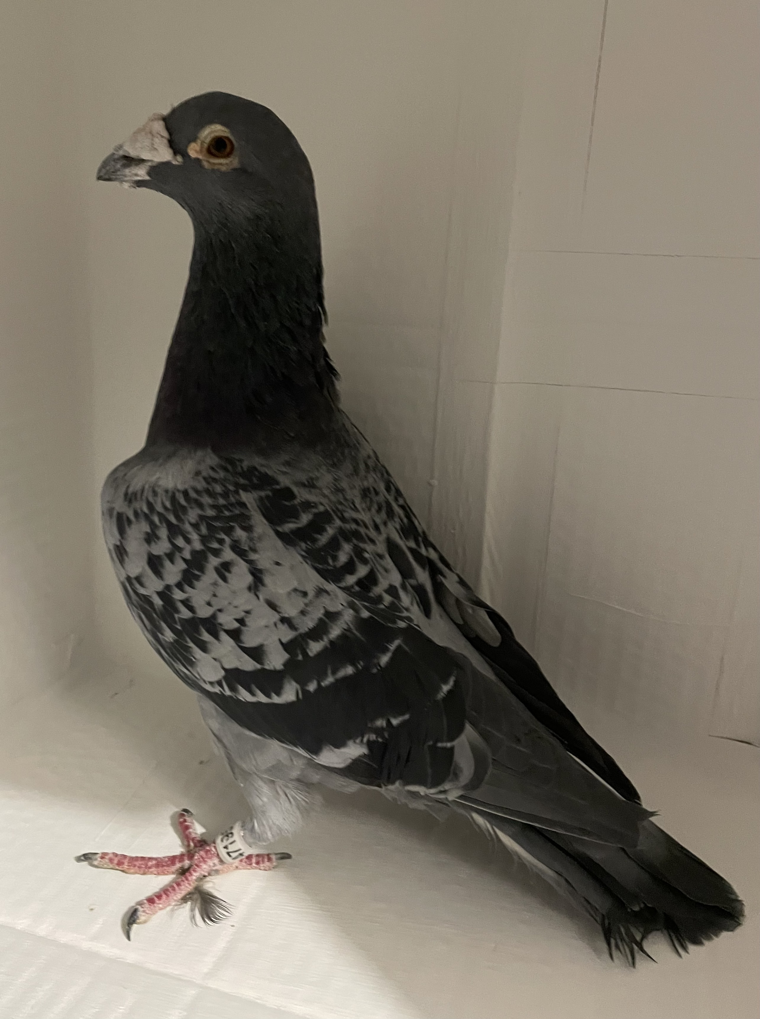 AU 2017 ARPU 47195 BCC