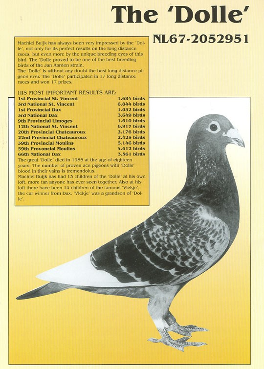 24-ARPU-56316 Pied Hen.