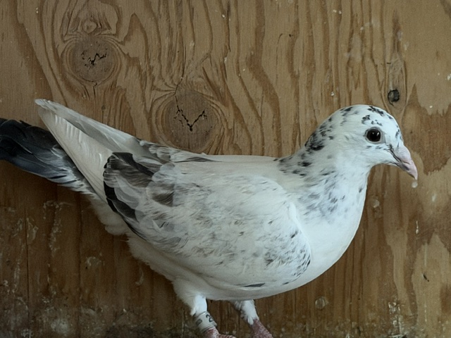 2026 Young Birds - Recessive Red & Grizzle