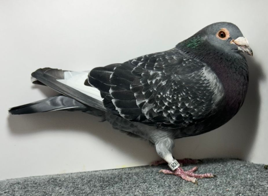 Preview Image 4
