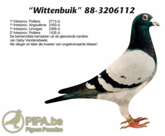 2025 Young Bird Off IMPORTS