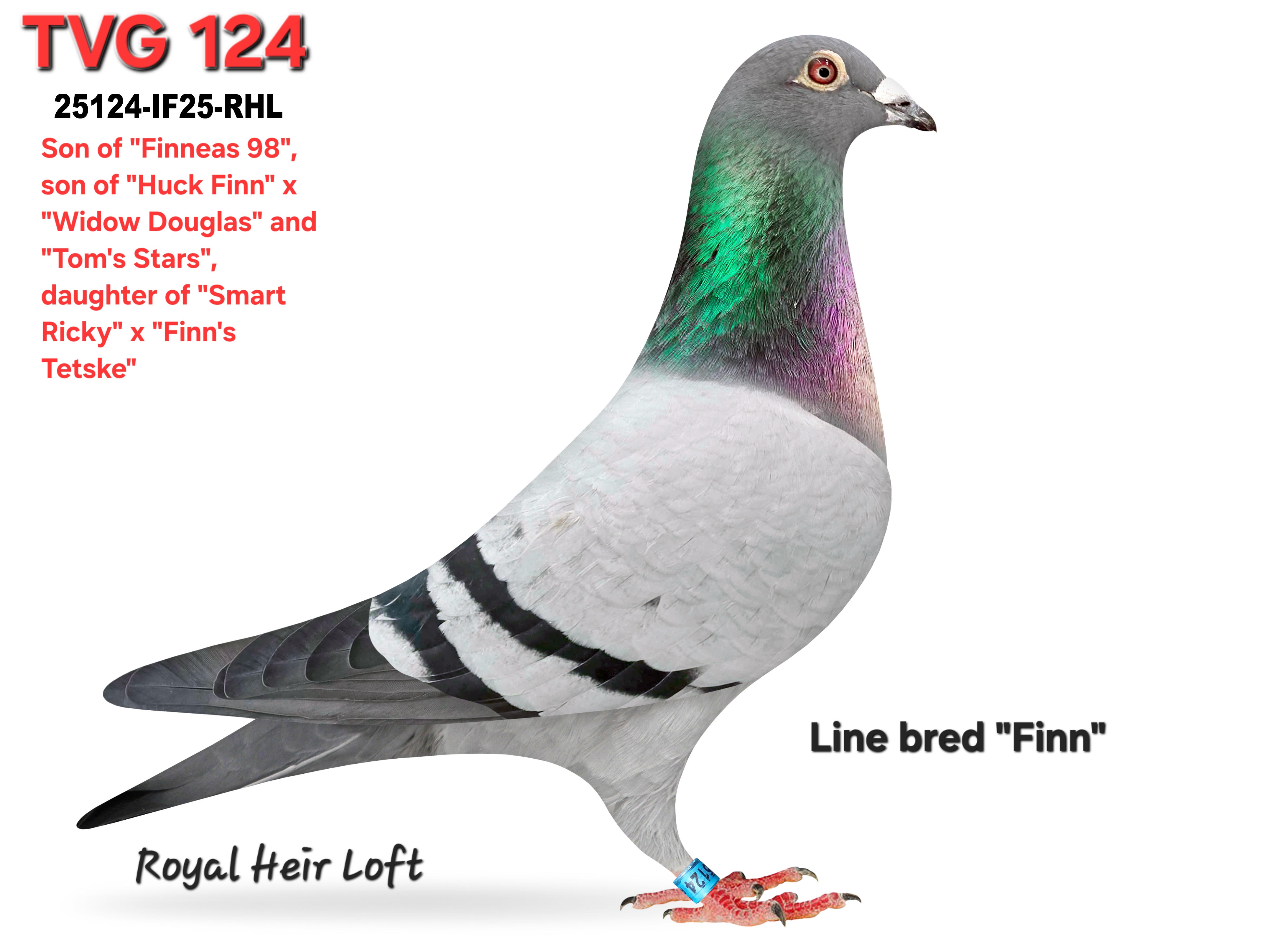 25124-IF25-RHL Medium Blue Male