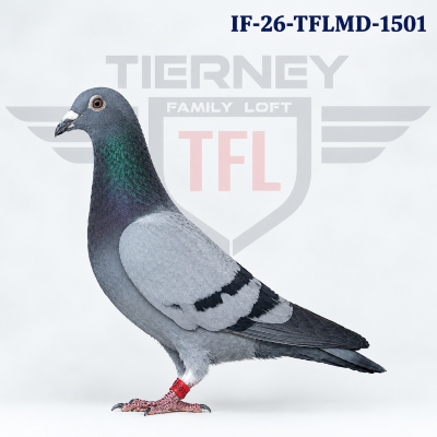 IF-26-TFLMD-1501 BB COCK