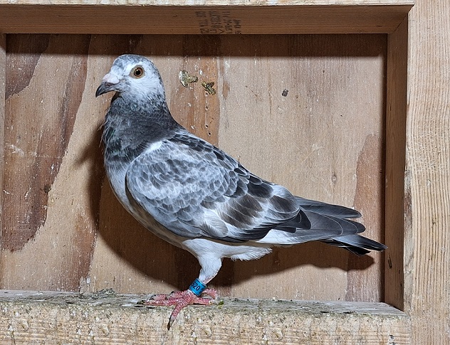 Preview Image 6