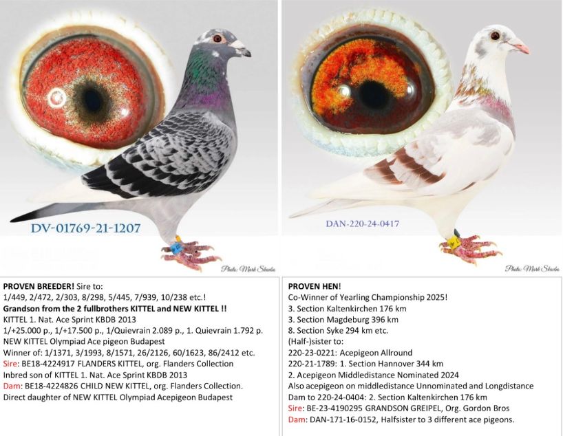 New Kittel Pair Coming Soon