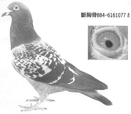 Preview Image 8