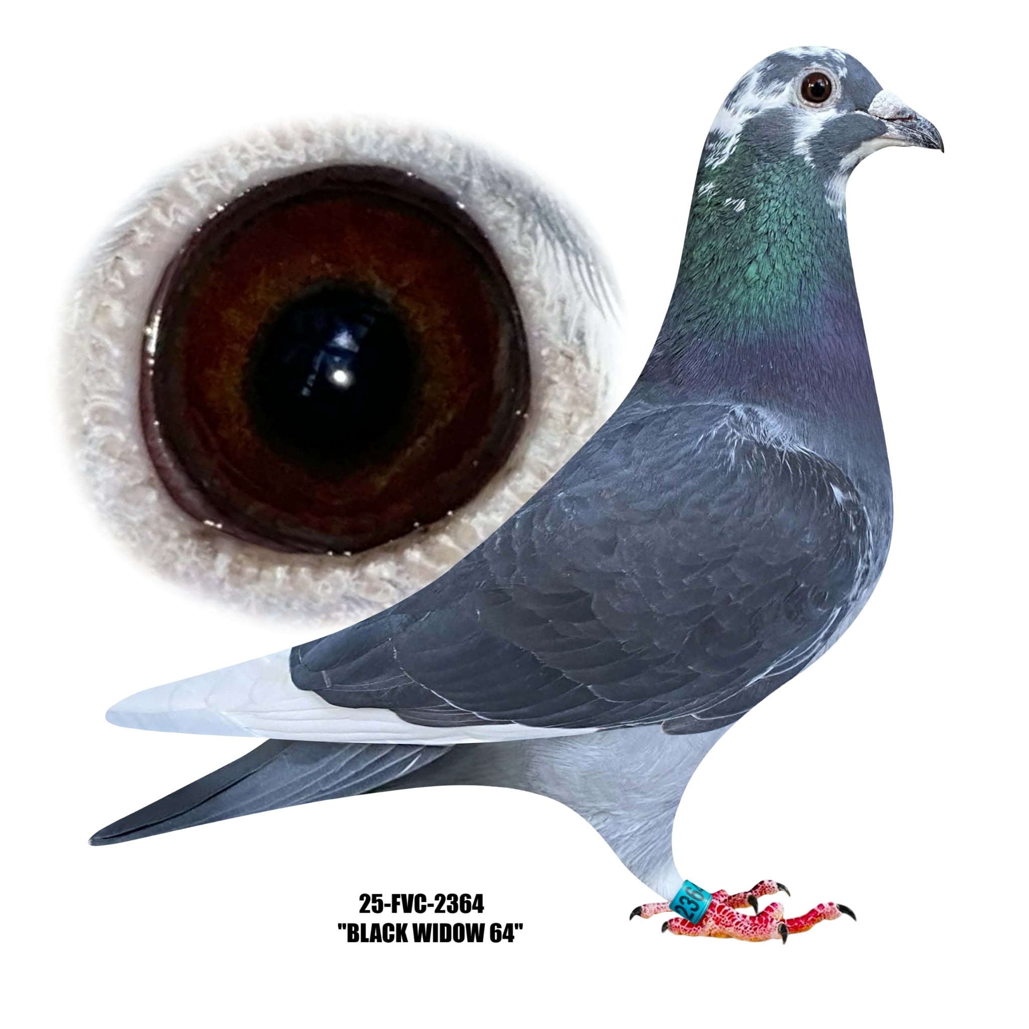 25-ARPU-2364 DCWF Hen.