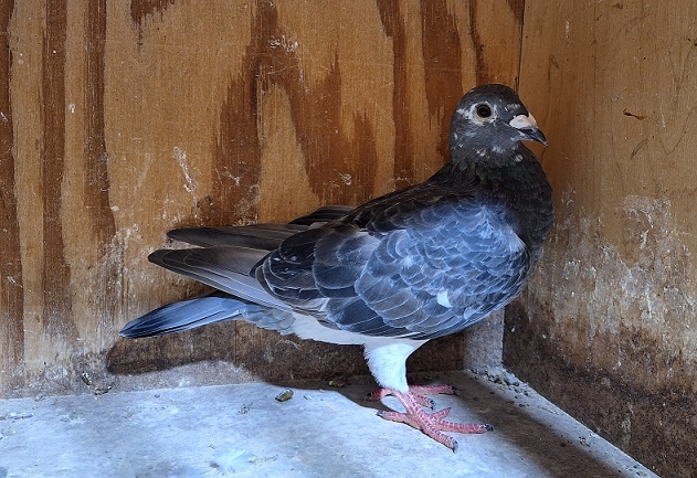 Dark Grizzle Hen AU 2025 ARPU 869656 Inbred to the legendary "SILVER SHADOW" EIJERKAMP VAN LOON