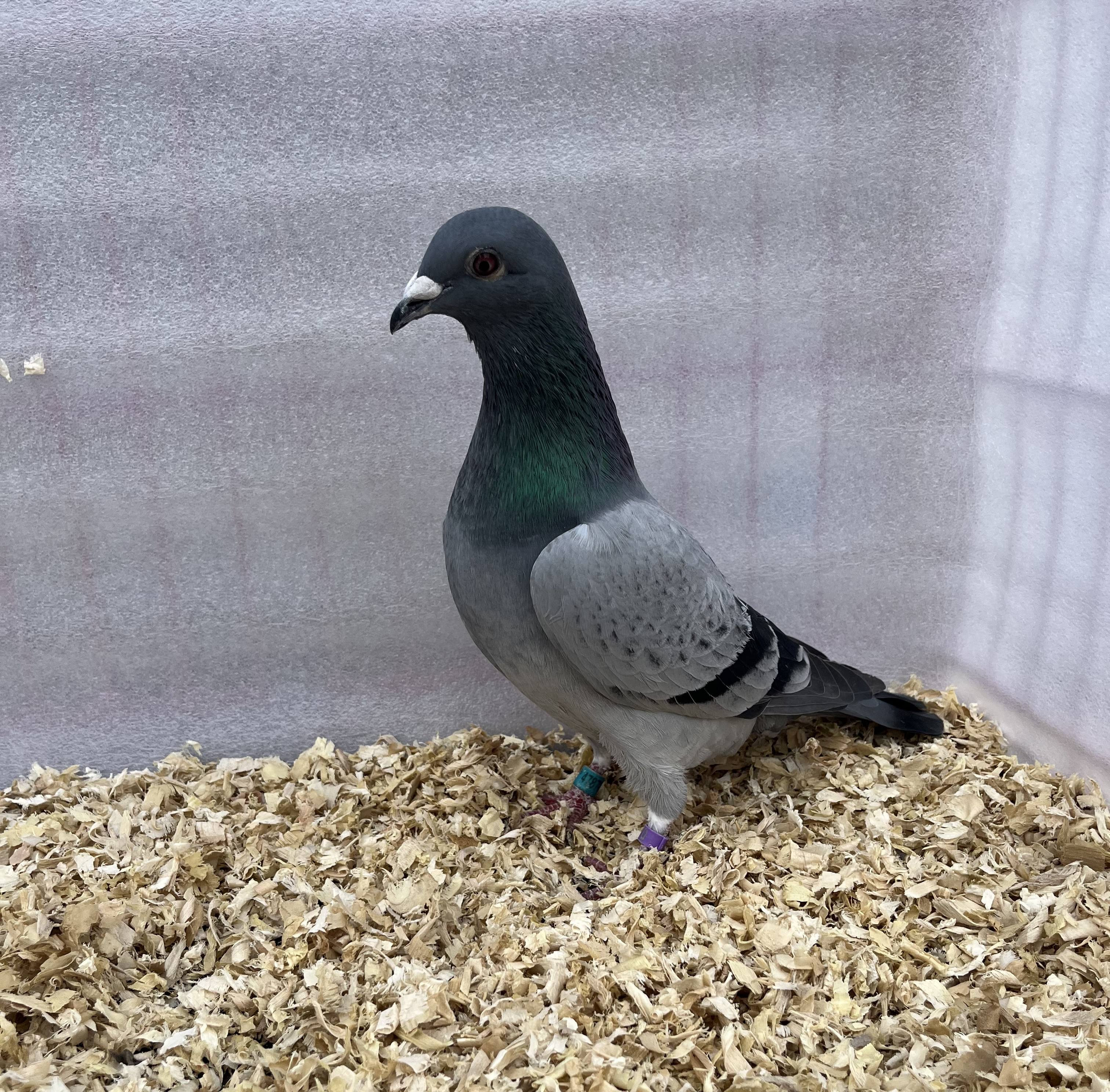 AU47870- 2025  Pencil Hen