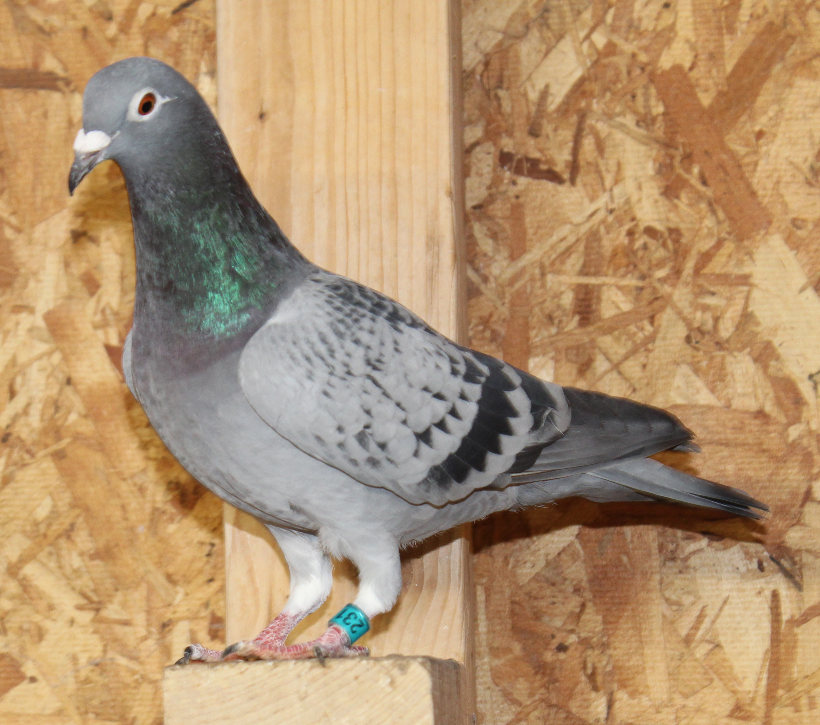 Father and mother were super racers and super breeders