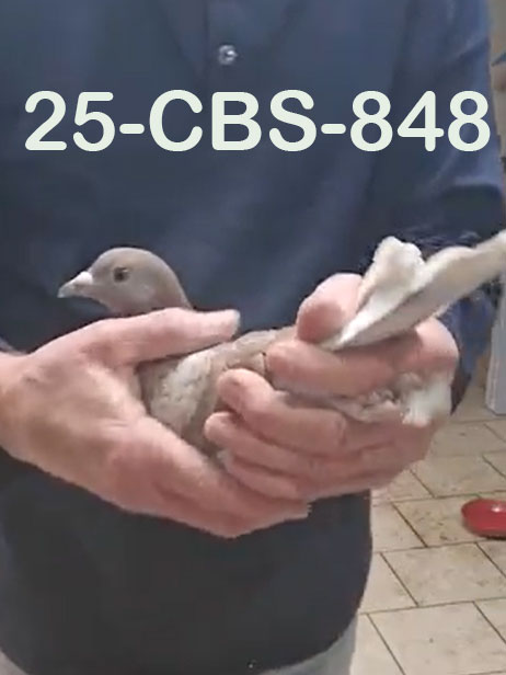 25-CBS-848 Red check hen. 