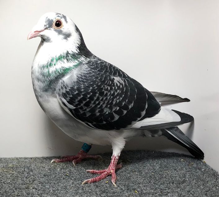 2555 WICK AU 2025 BCSP