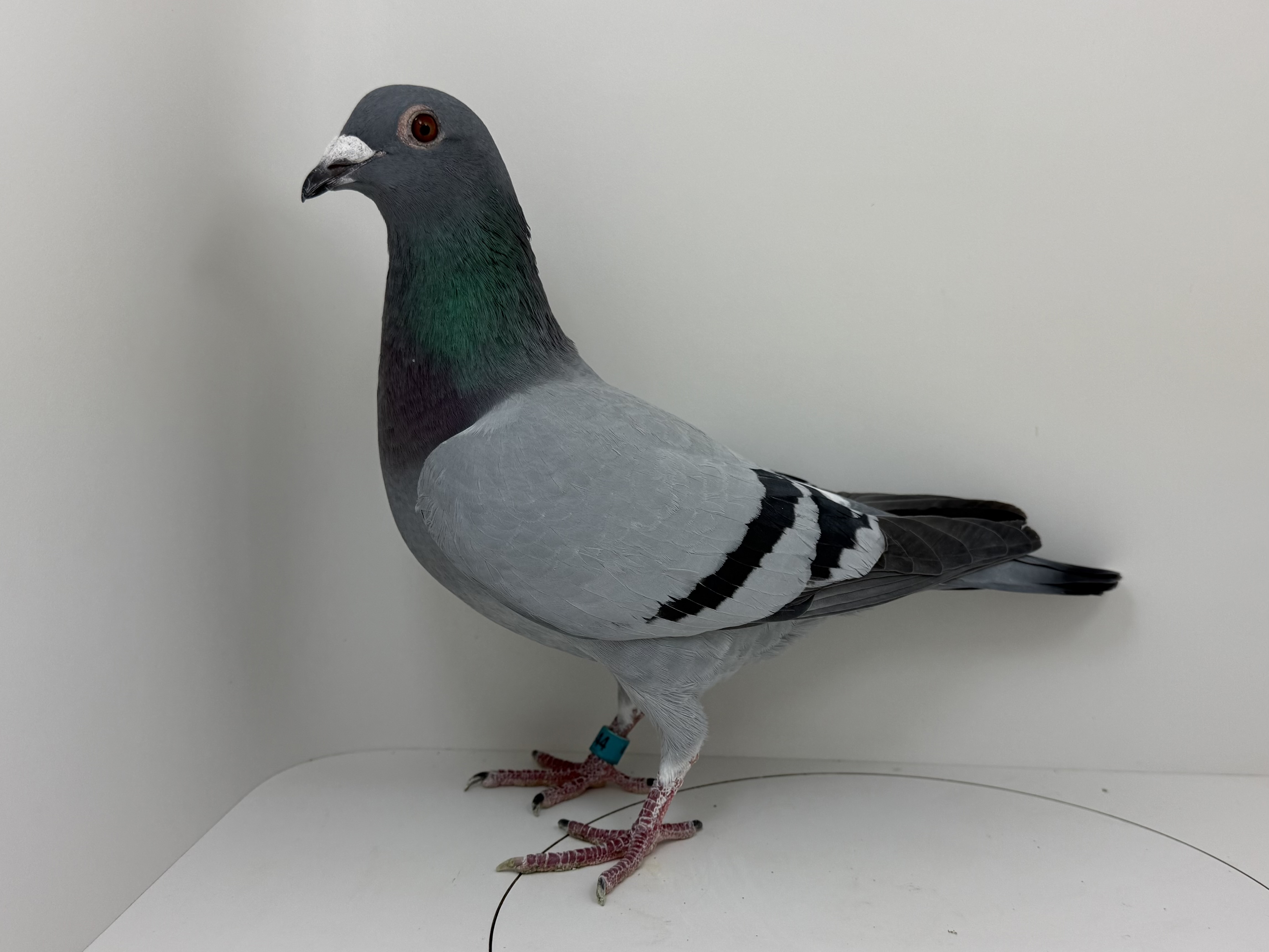 AU 25 GREEK 644 BB HEN 