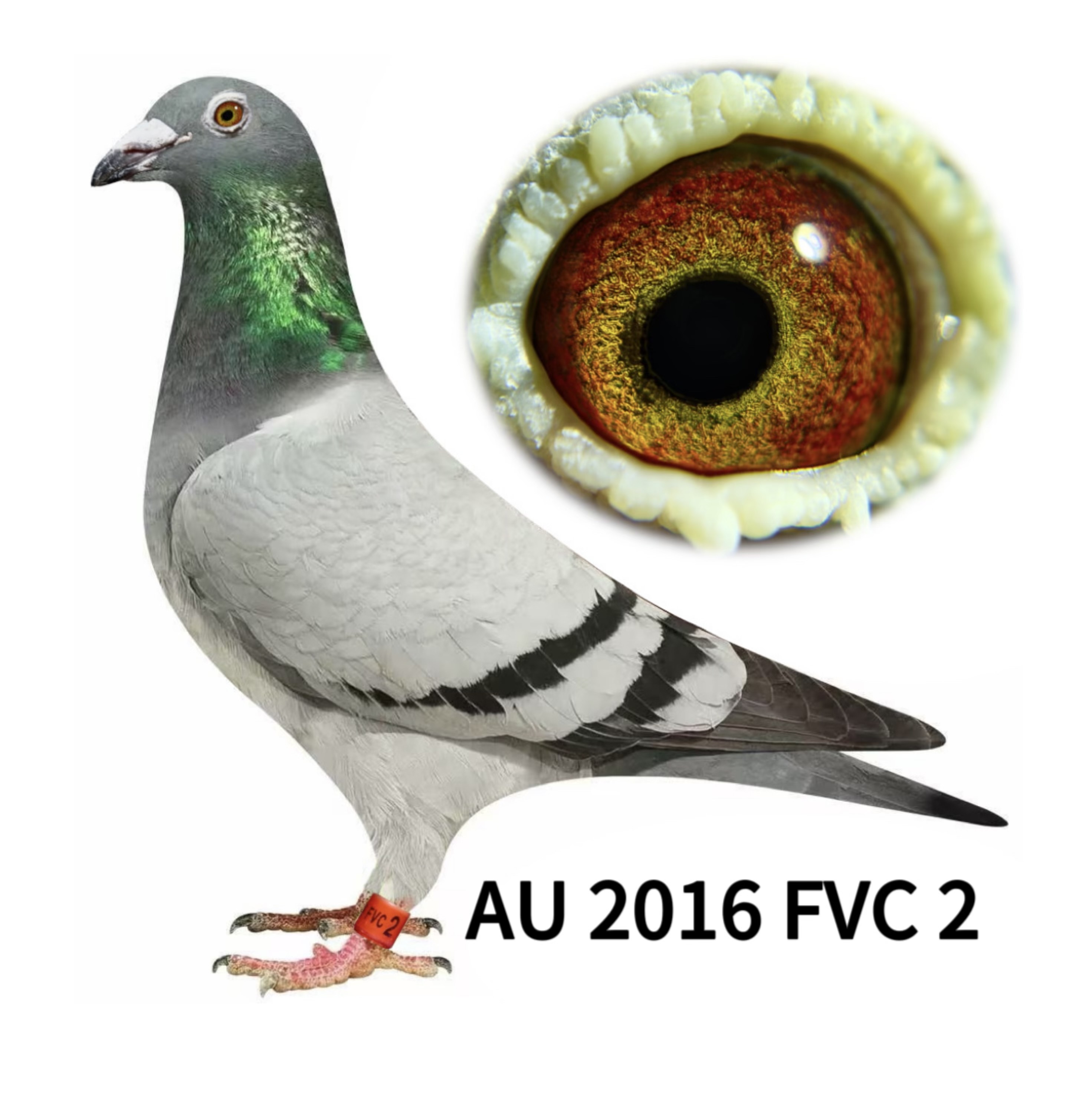 Van Loon / Janssen
AU 2016 FVC 2