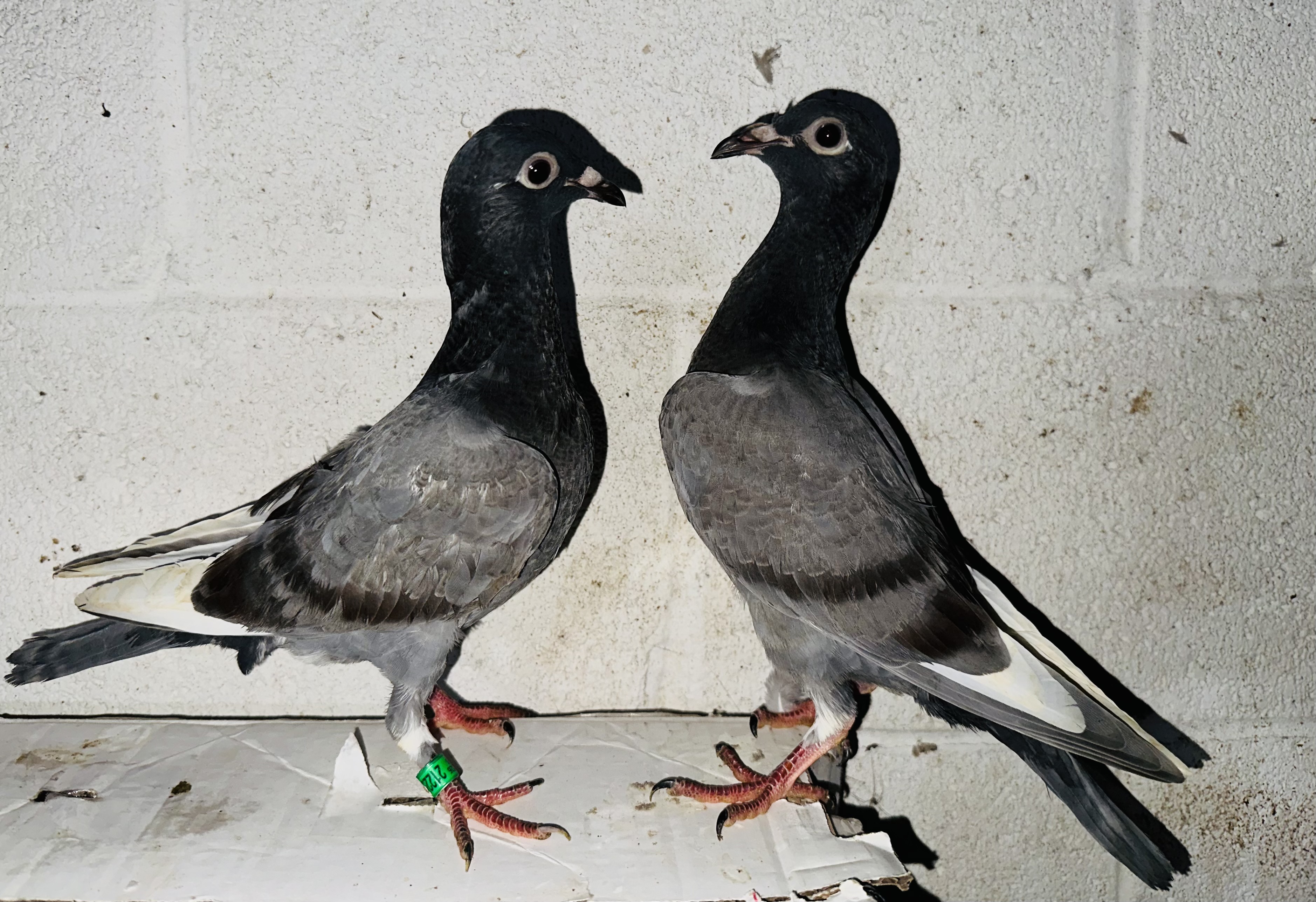 Hoosier Chocolate bloodline nestmates