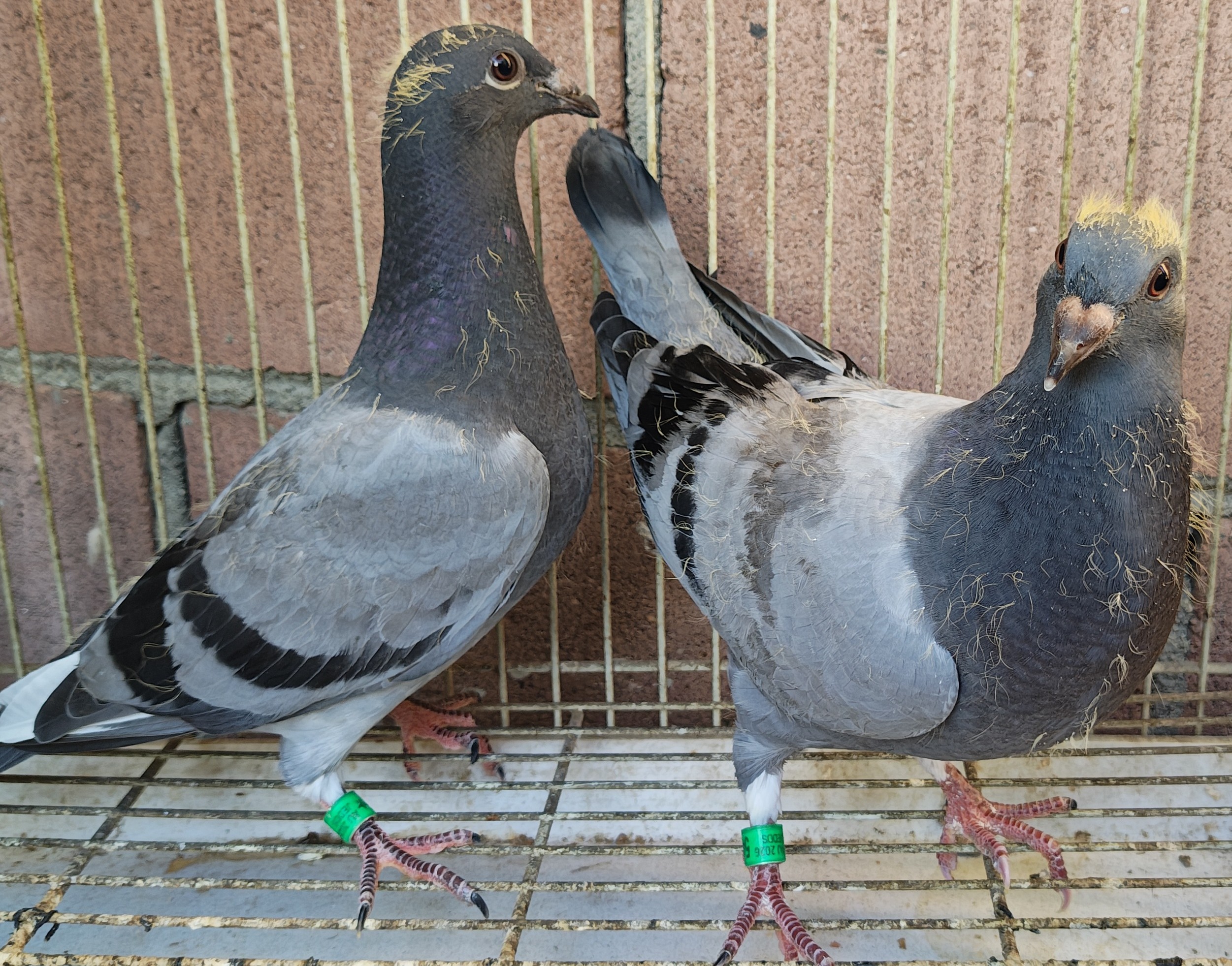 Superb Late Hatch Squabs