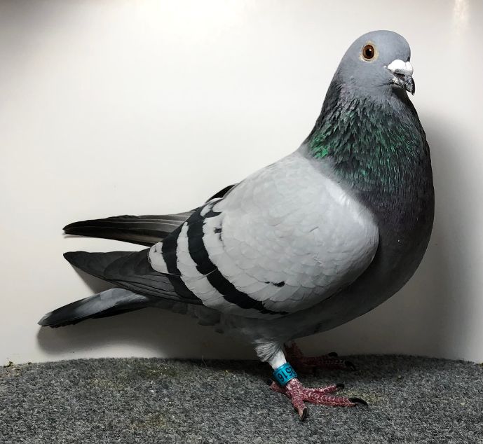 2516 WICK AU 2025 BB H