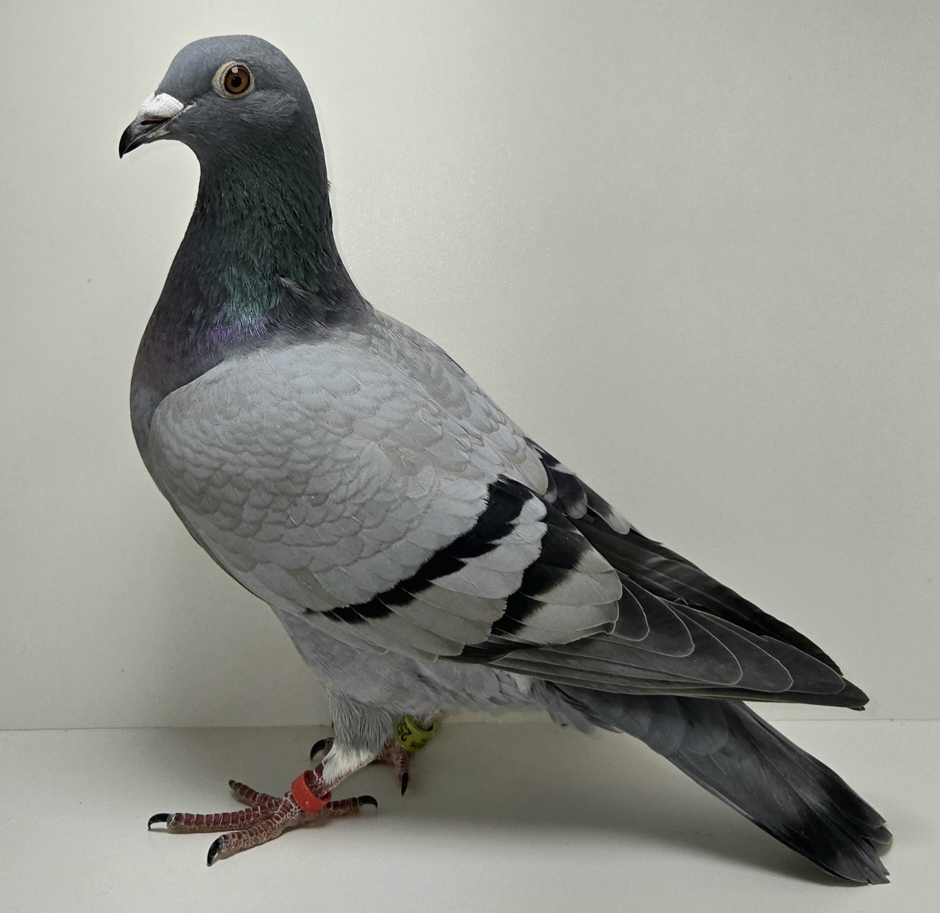 PEACH-25530-25 BB Hen