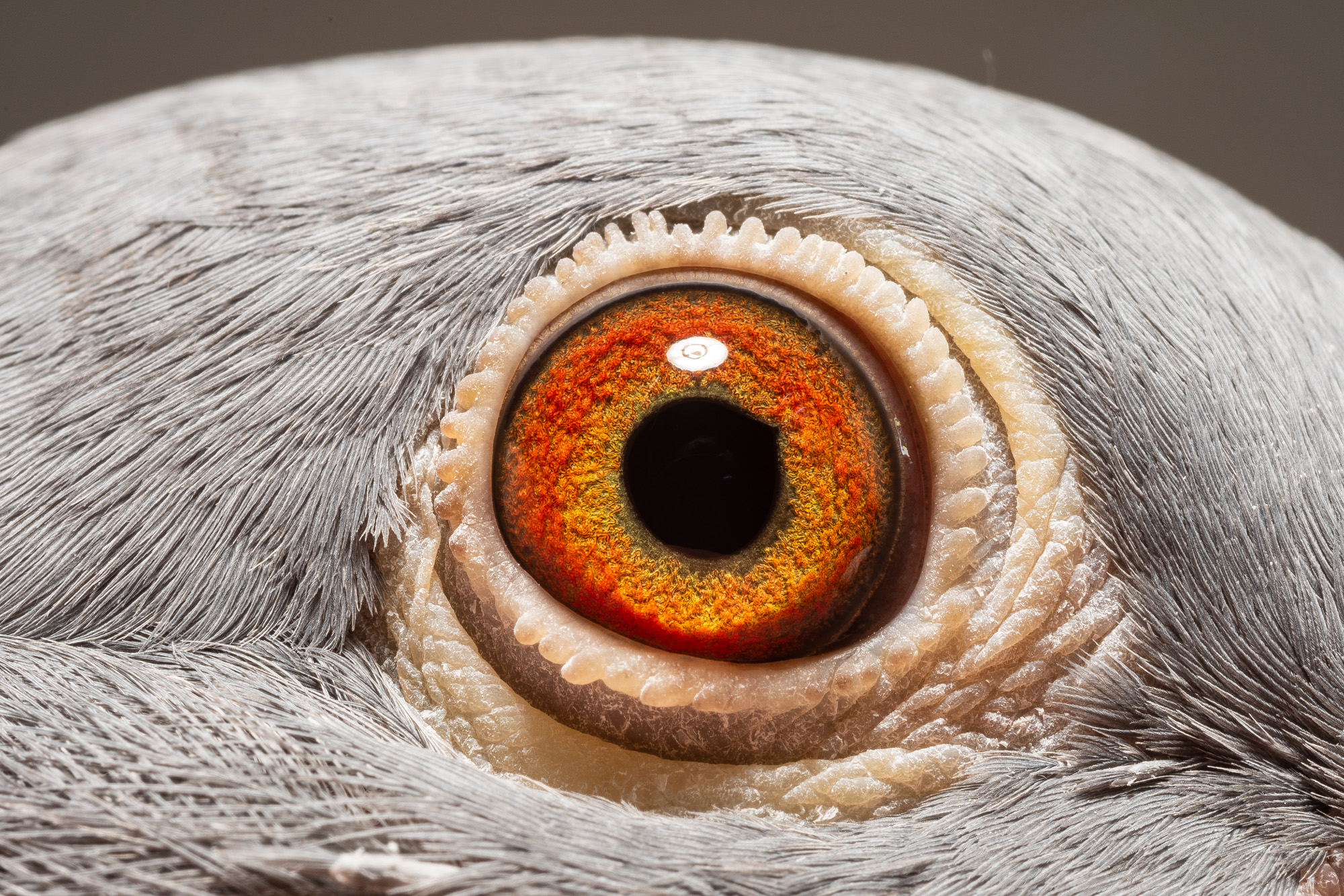 Preview Image 3