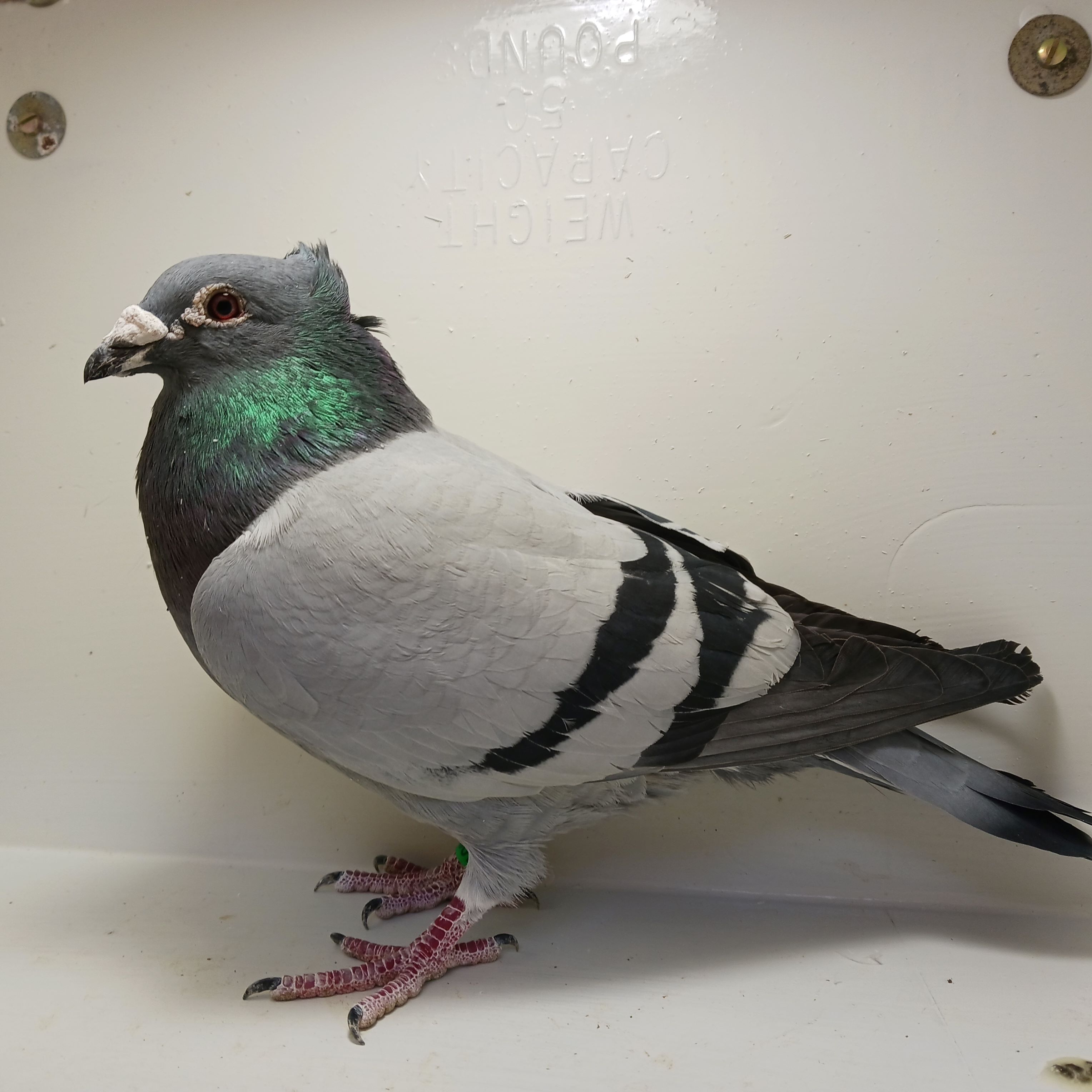 Inbread Pigeon iPigeon.com - Racing Pigeon Auction