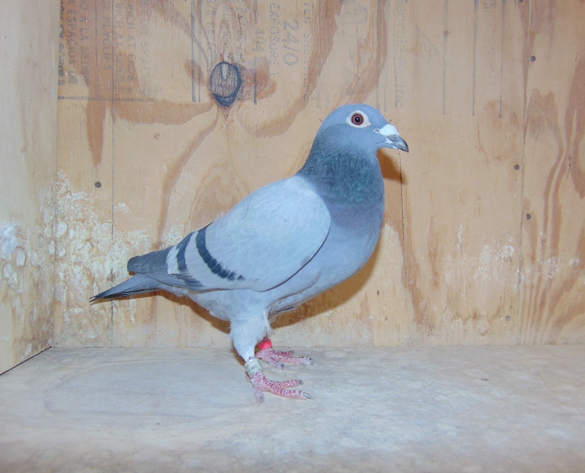 22 AU 6485 Blue Hen , Gus Jo Jo