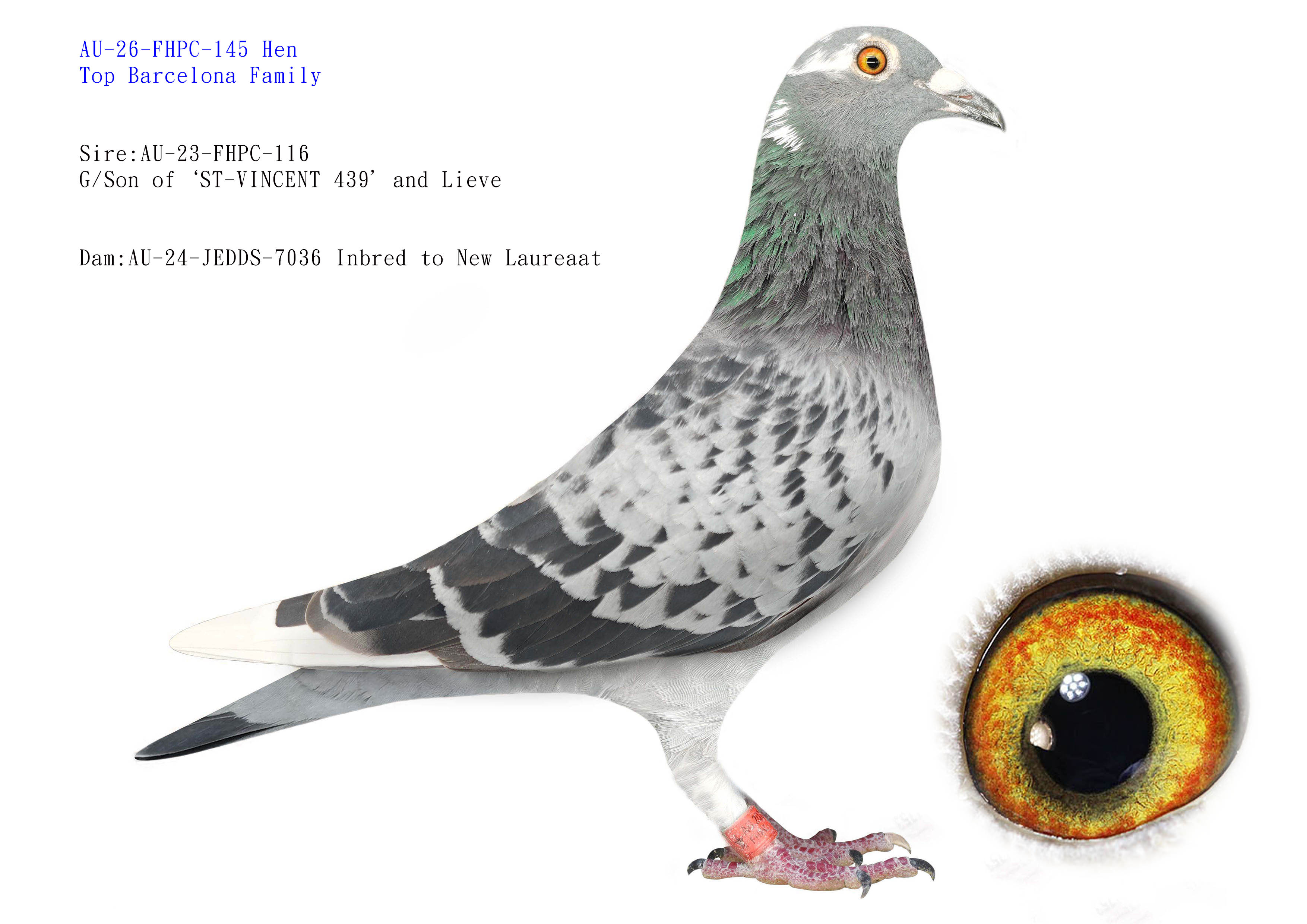 Preview Image 1