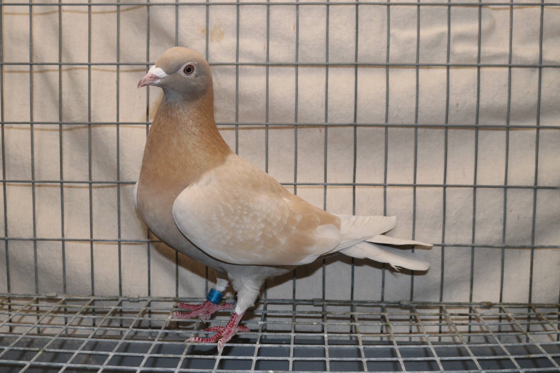 iPigeon.com - Racing Pigeon Auction