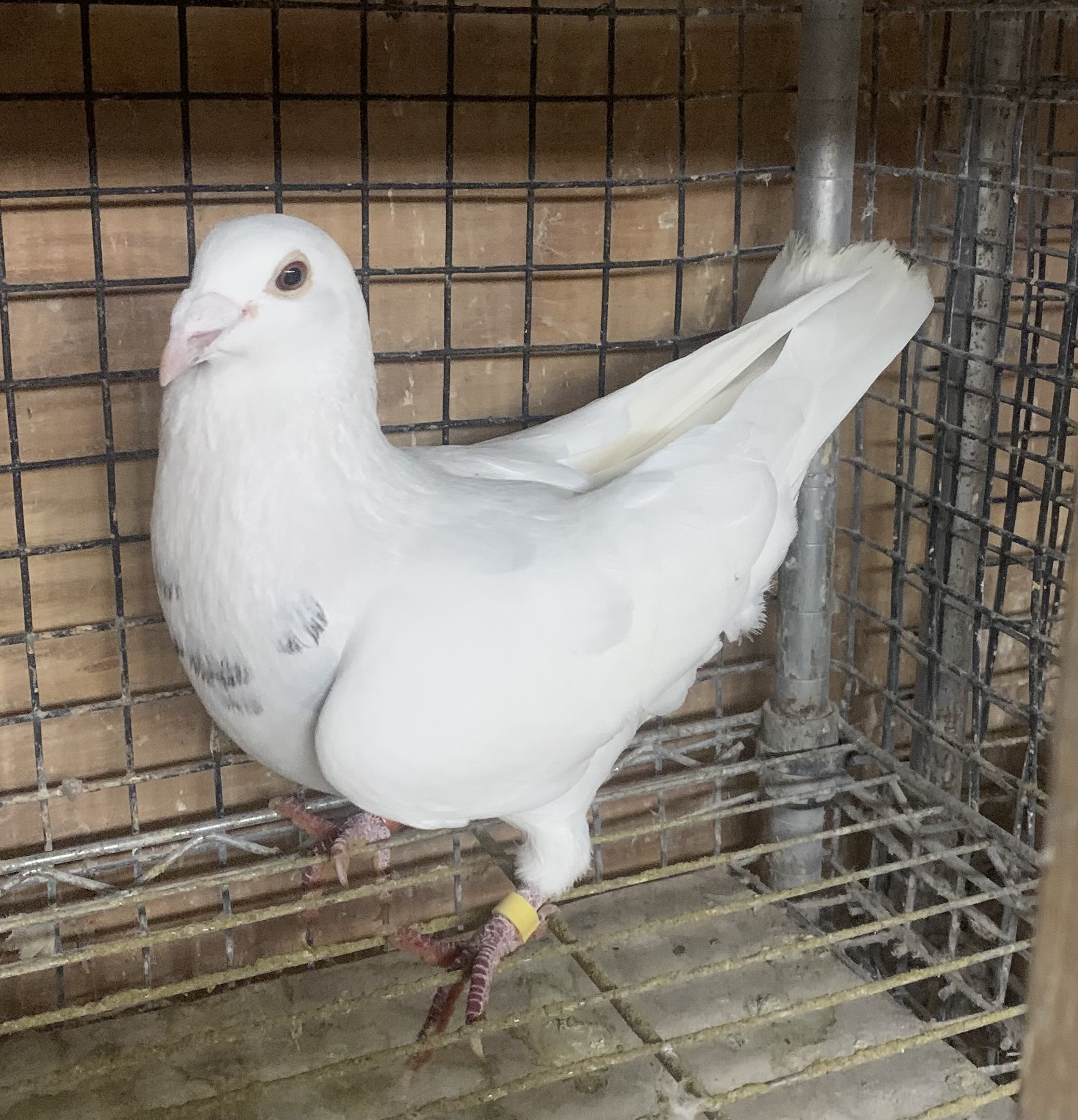 Excellent breeder