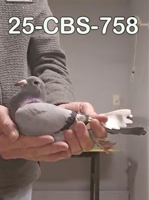 25-CBS-758 Blue splash hen. 