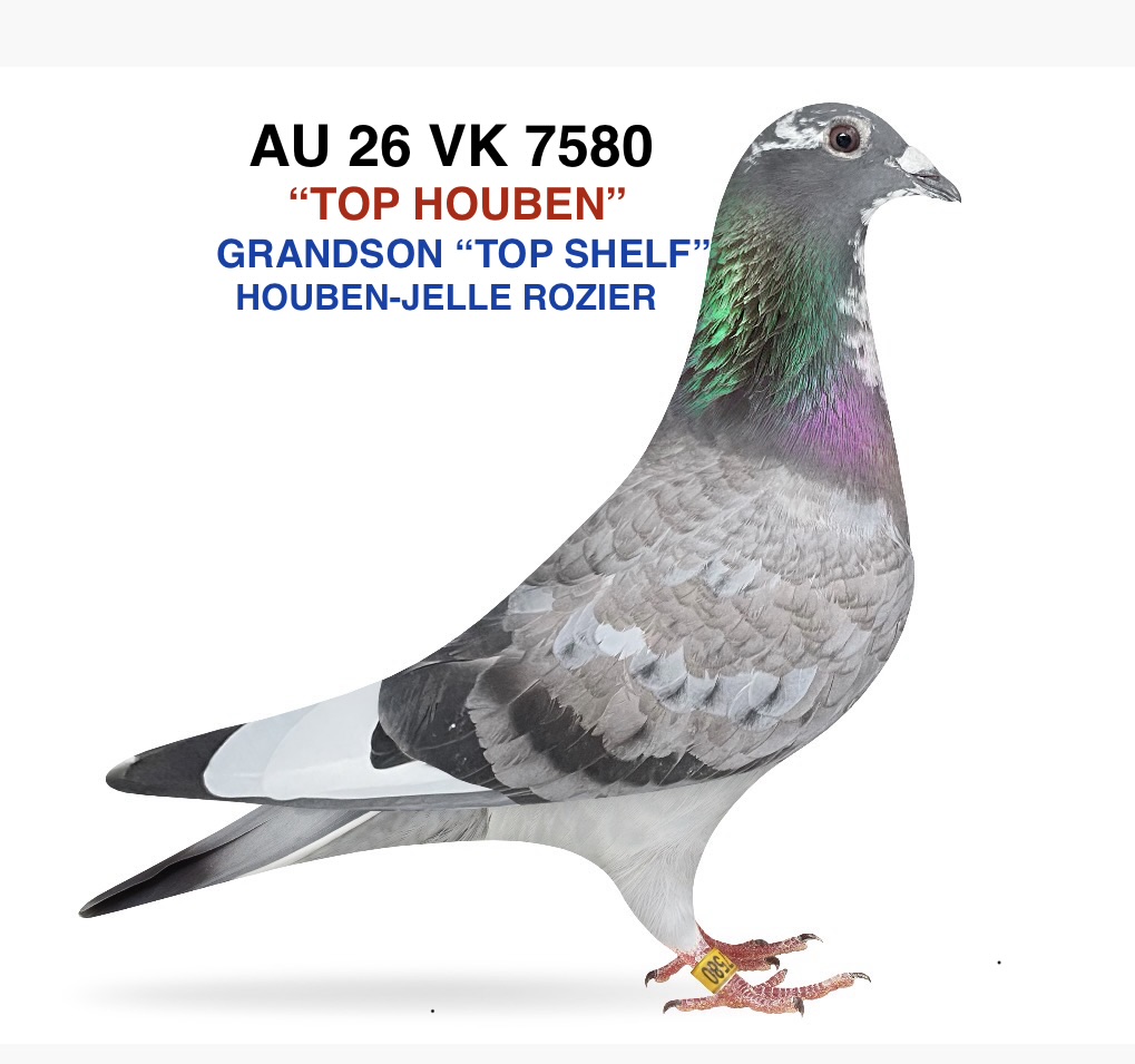 HOUBEN-JELLE ROZIER, GRANDSON “TOP SELF”