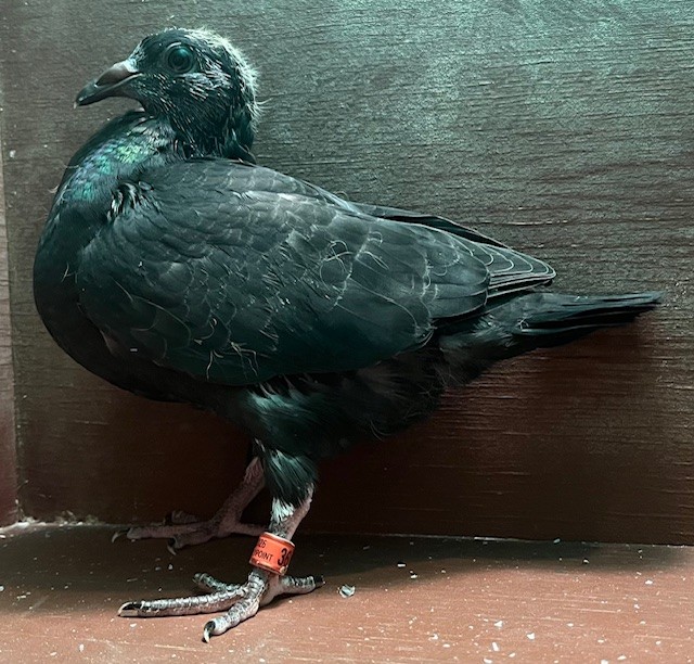 YOUNG BIRD OFF DIRECT IMPORT