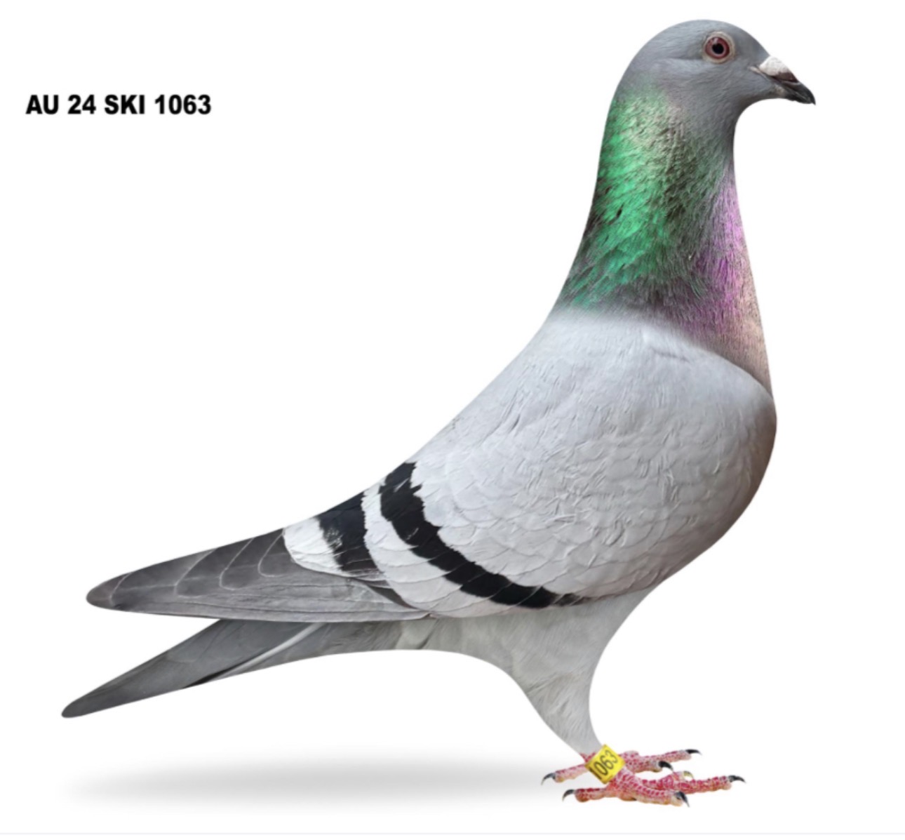 Sister 8th final blue bucket ‘24