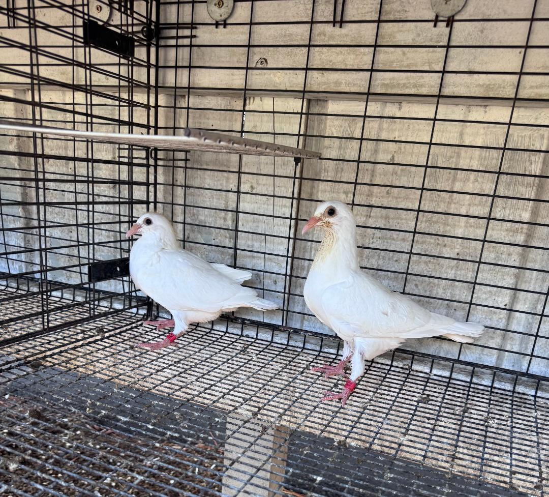 PAIR OF WHITE EMPEROR RACING PIGEONS