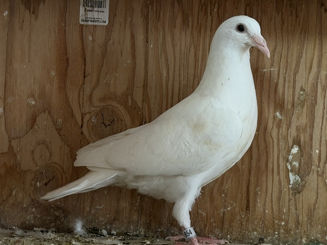 2026 Young Bird Nestmates - Whites