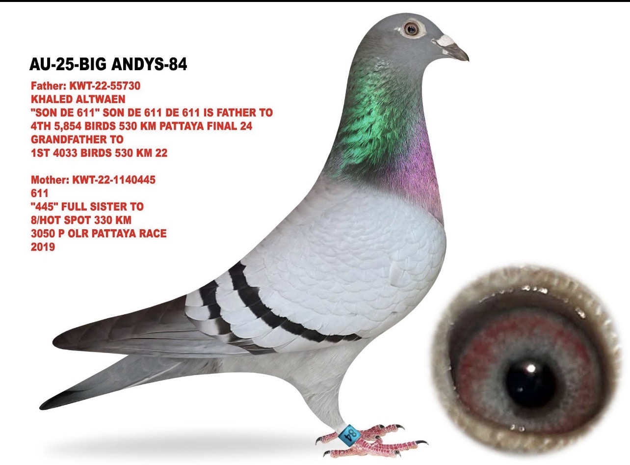 AU-25-BIG ANDYS-84 BB HEN 