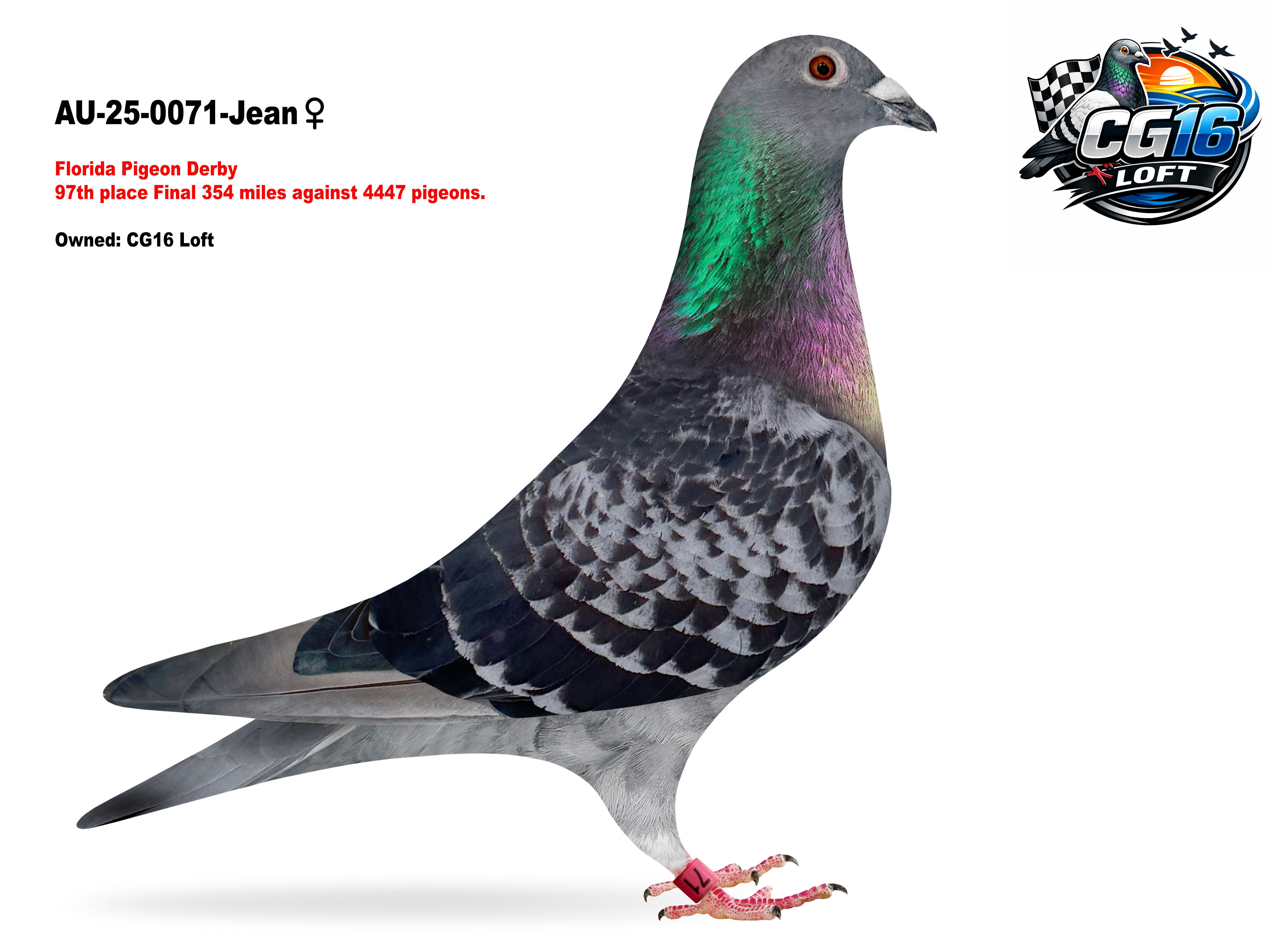 Super Hen 97th Place Florida Pigeon Derby 2025