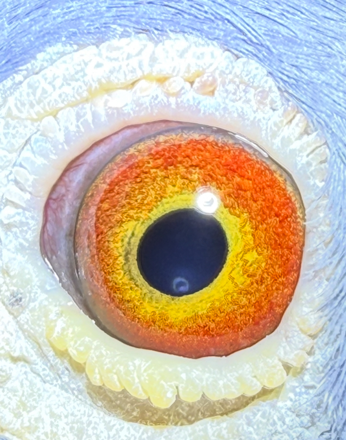 Preview Image 1