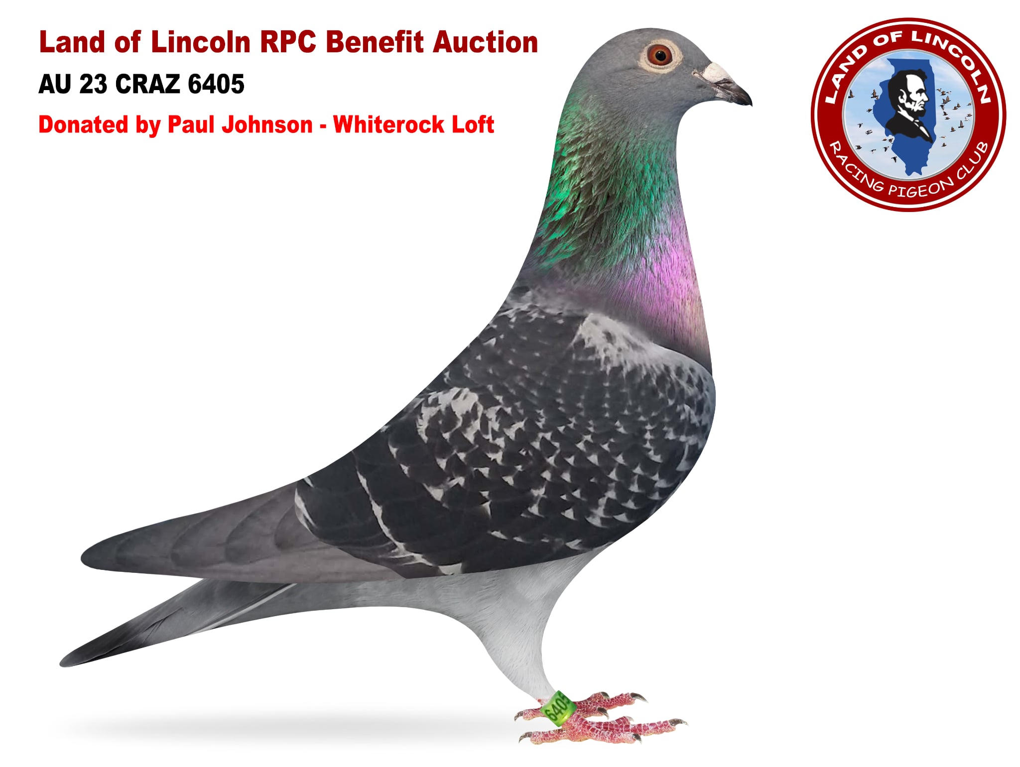 iPigeon.com - Racing Pigeon Auction