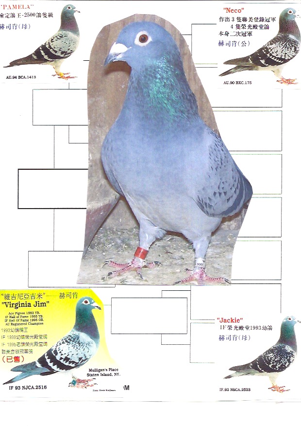 #1846 HVR -SIRE / DAM BOTH PROVEN ON RACE TEAM/BREEDING LOFT