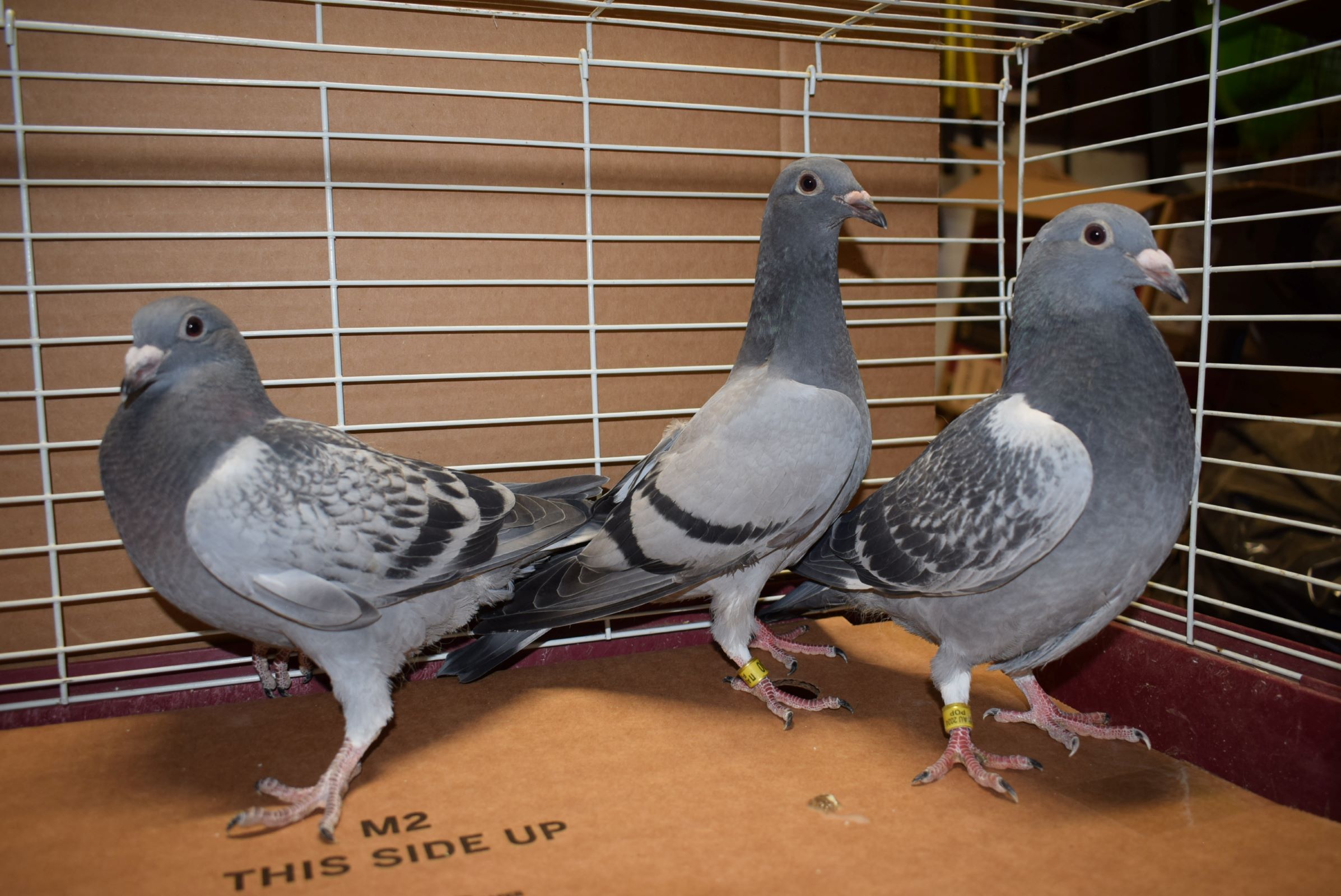 iPigeon.com - Racing Pigeon Auction