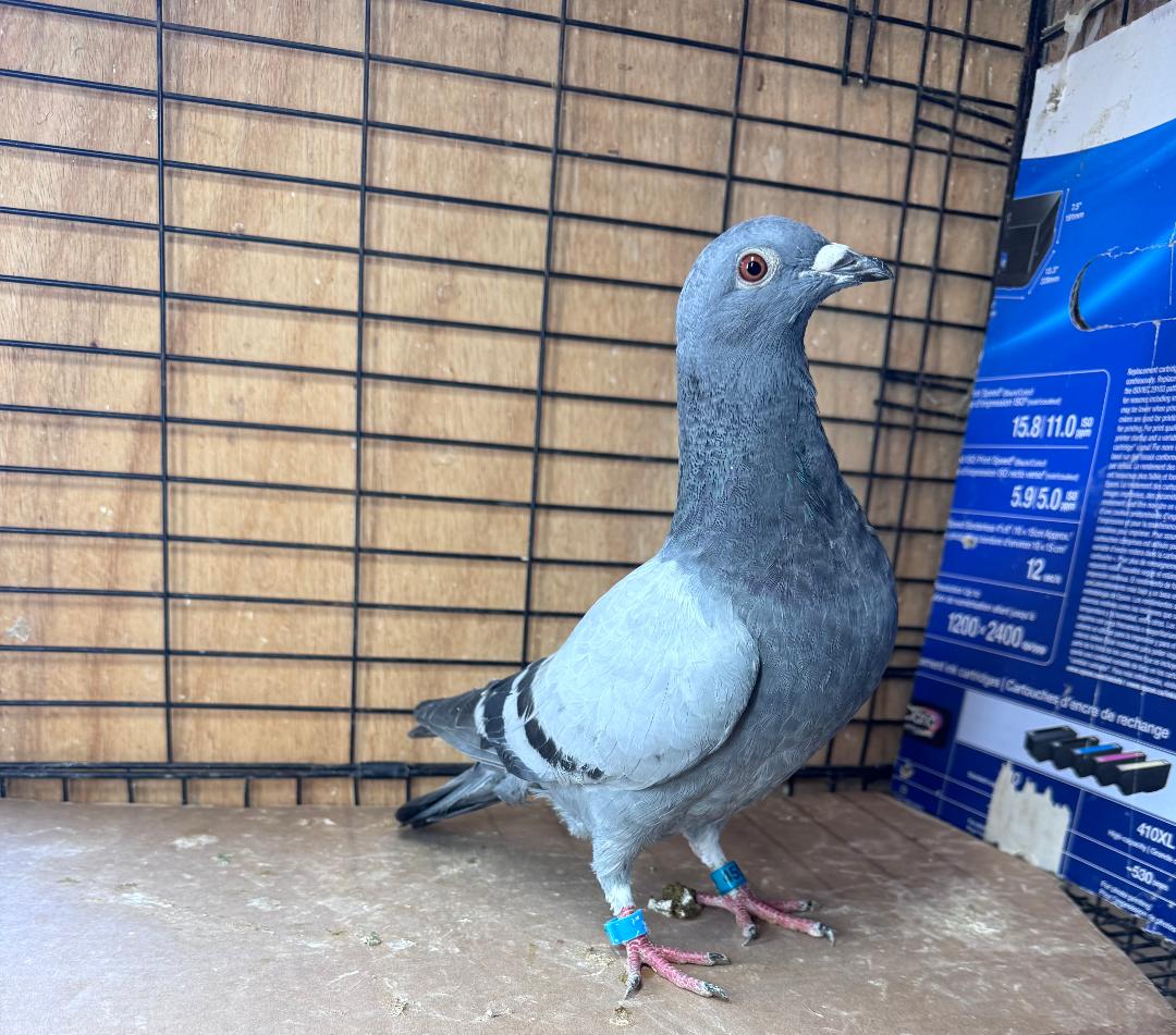 455 BB WOLVERINE COCK