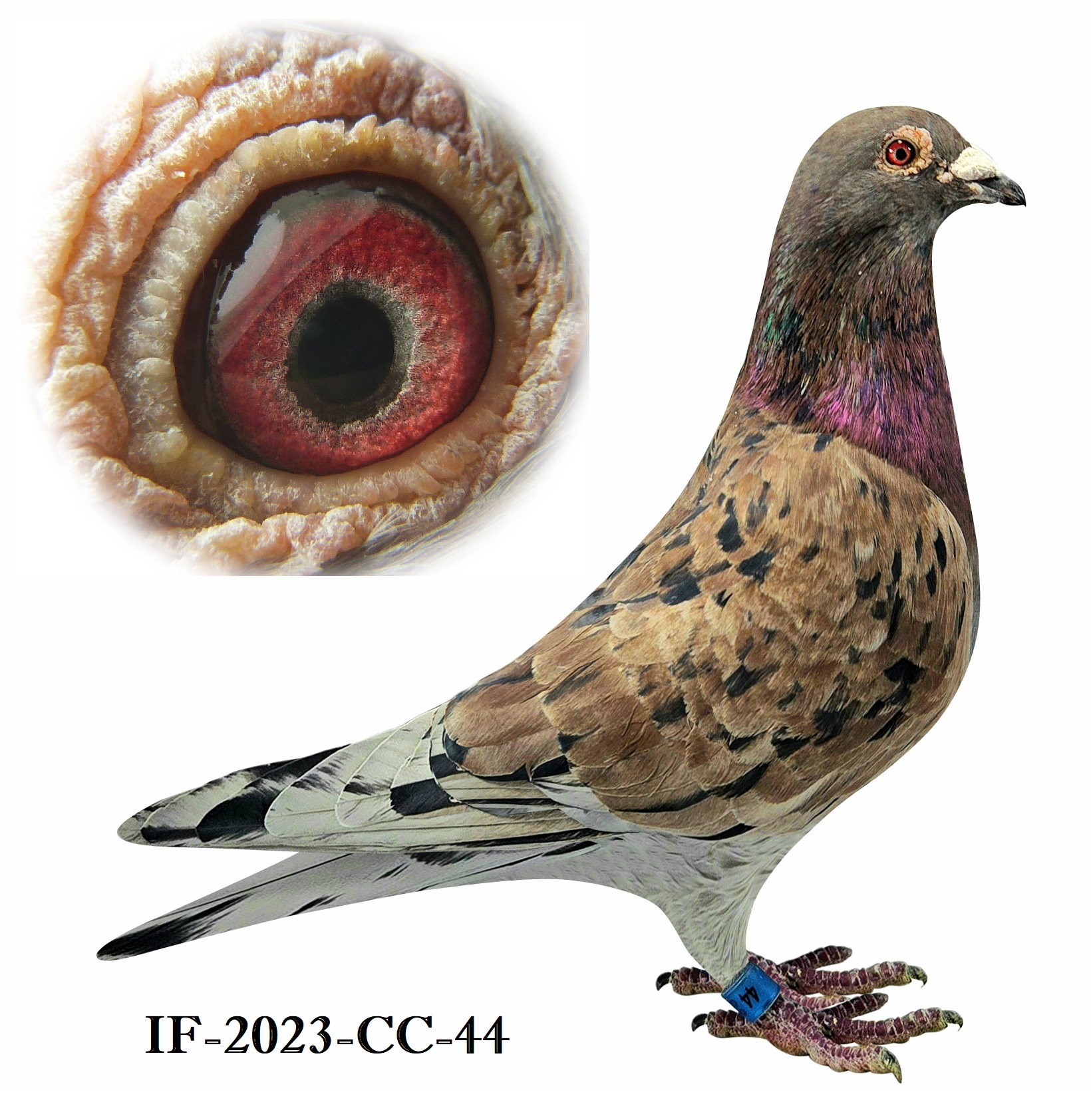 RED Cock bird - half bro to 1st 500 NEO