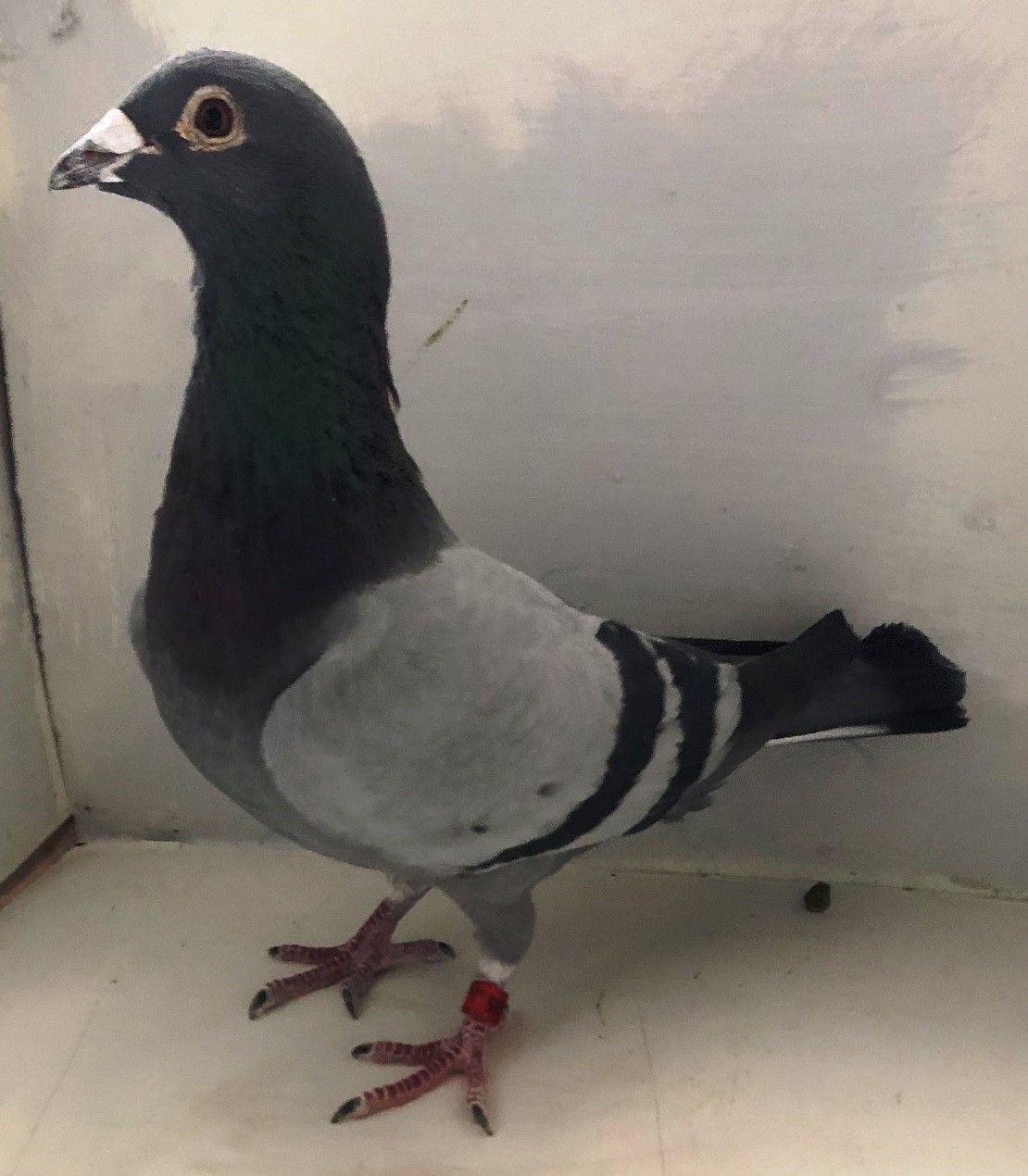 2020 Neil 56611 Mr 11 BB Cock