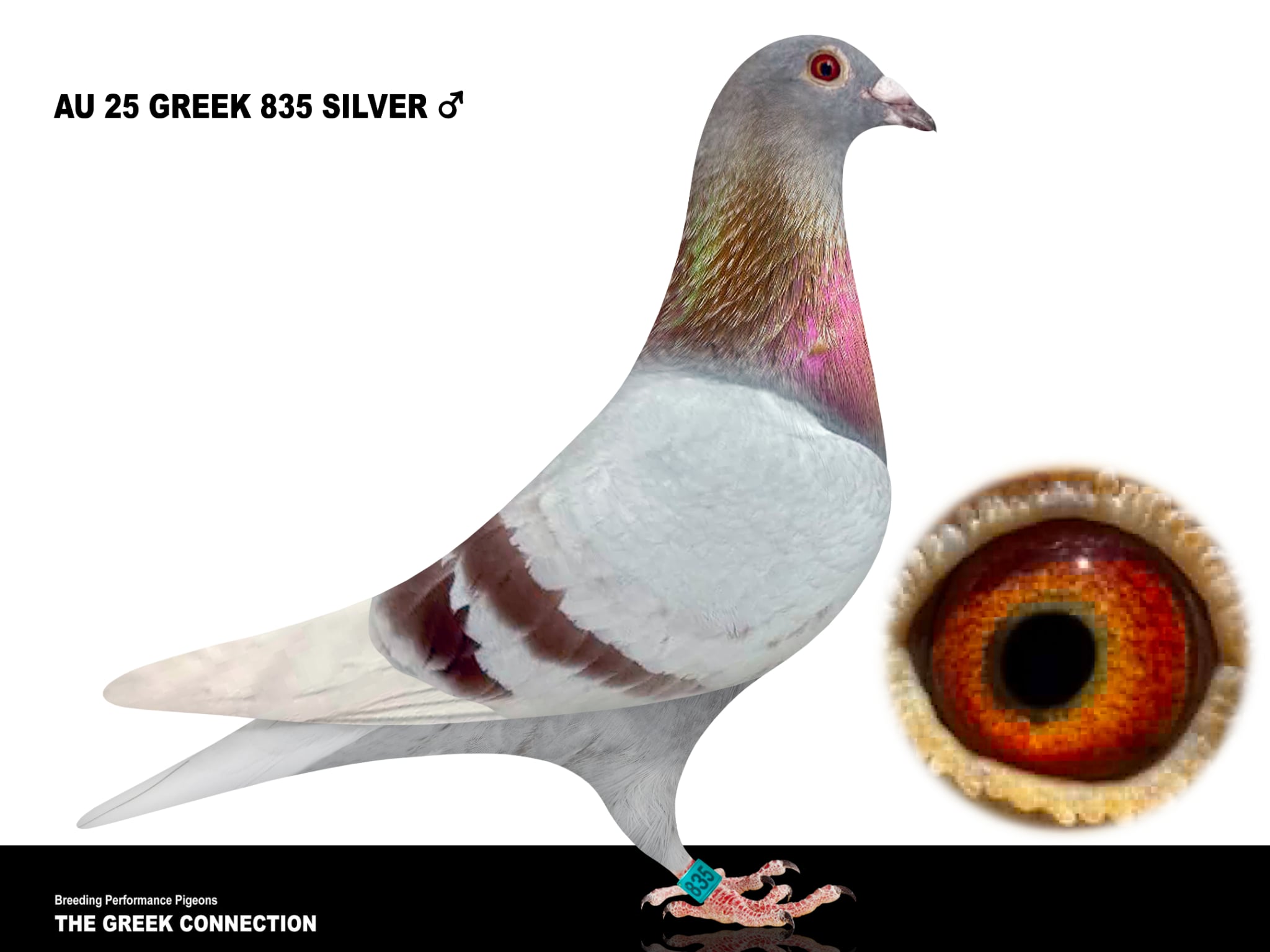 AU 25 GREEK 835 SILVER COCK 