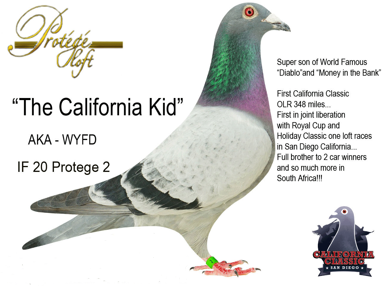 22 PROTEGE 35 - BLUE BAR -HEN