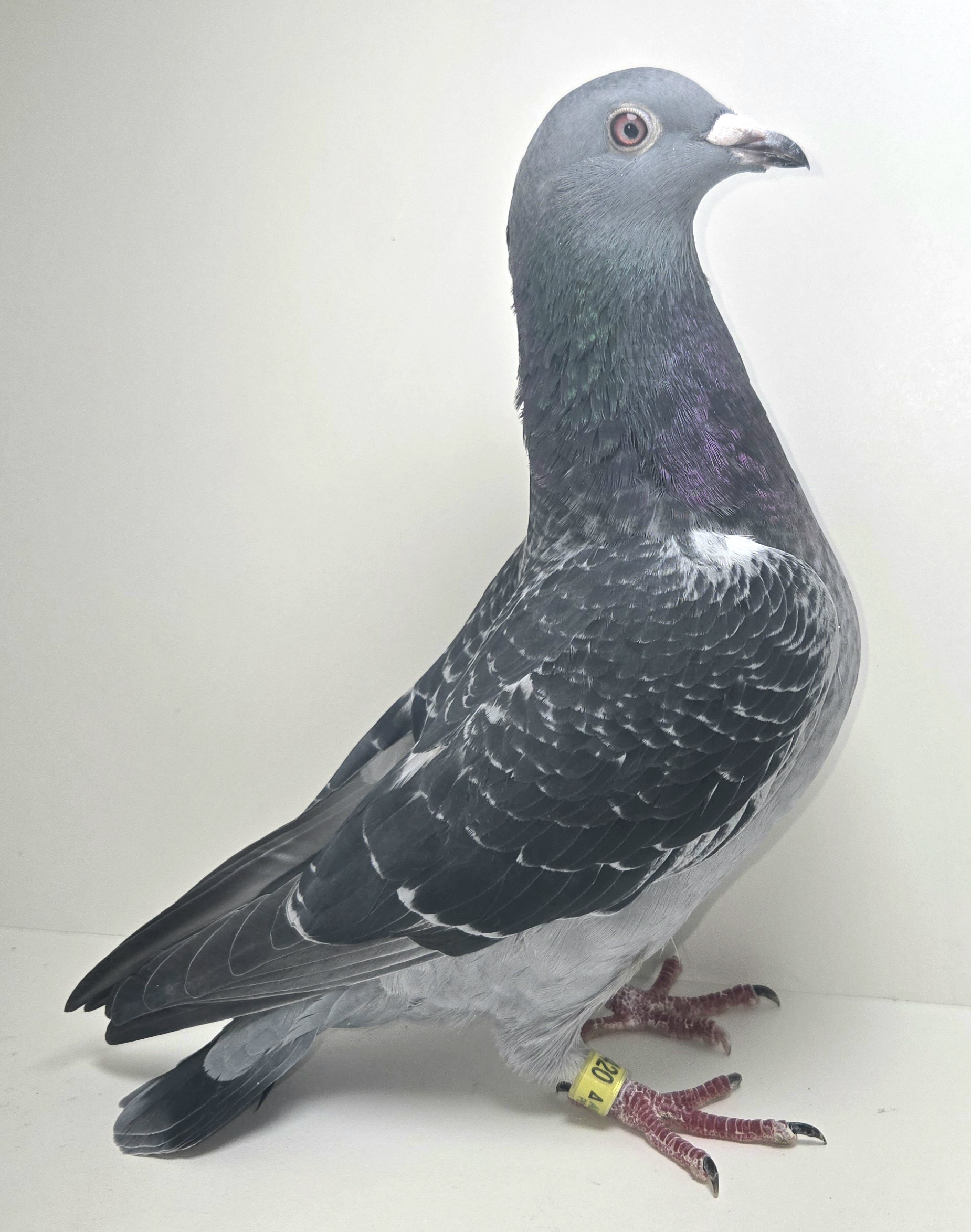 PEACH-25420-25 DC Hen