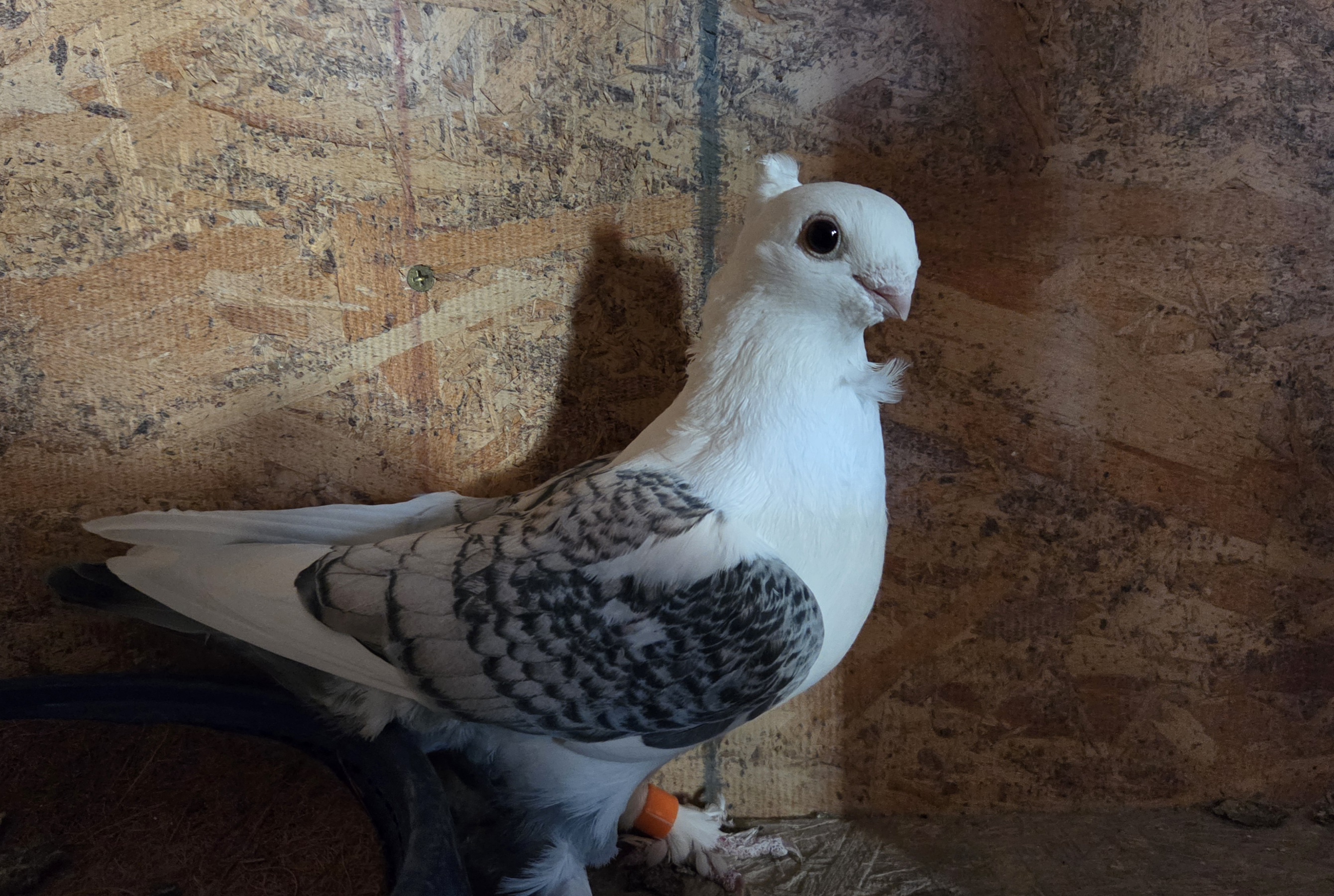 Blue Lace Satinette pair