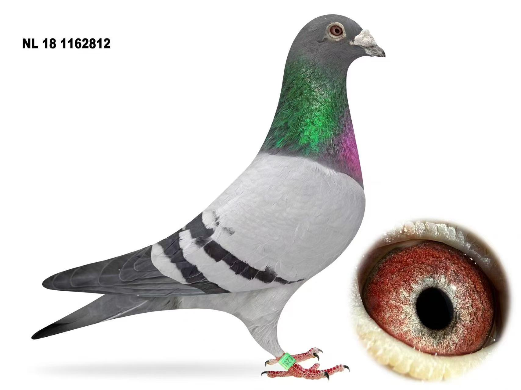 NL18-1162812 Cock 
Ad Schaerlaeckens | Grote Luc × Granny 
